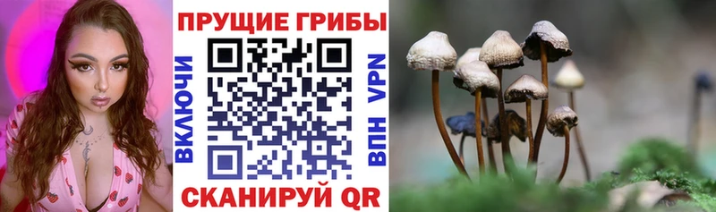 Псилоцибиновые грибы GOLDEN TEACHER  как найти закладки  Гаврилов-Ям 